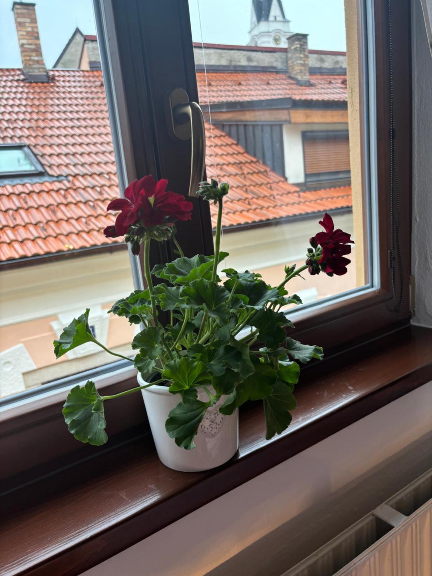 Penzion Pohadka Třeboň Exterior foto
